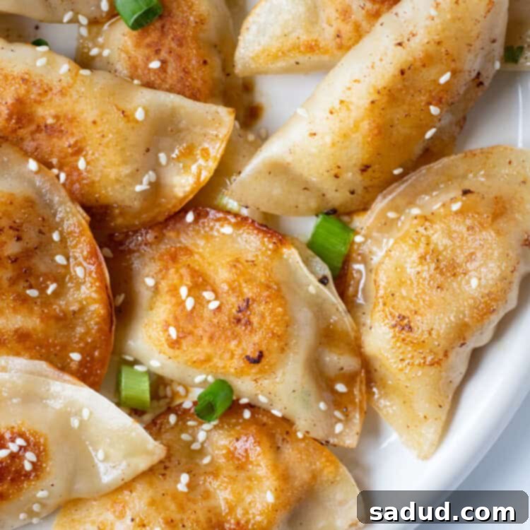 Chicken gyoza close up